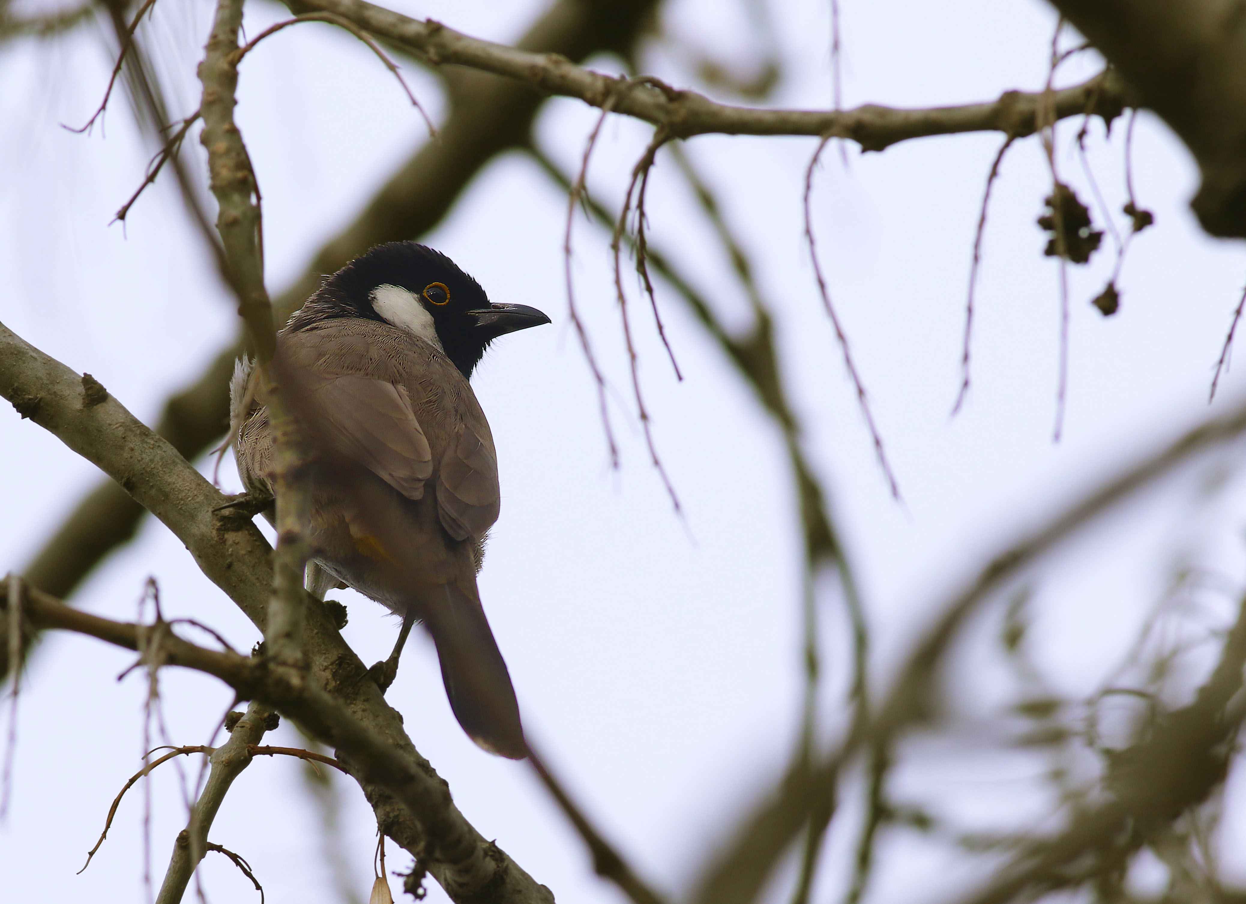 White-eared Bulbul
